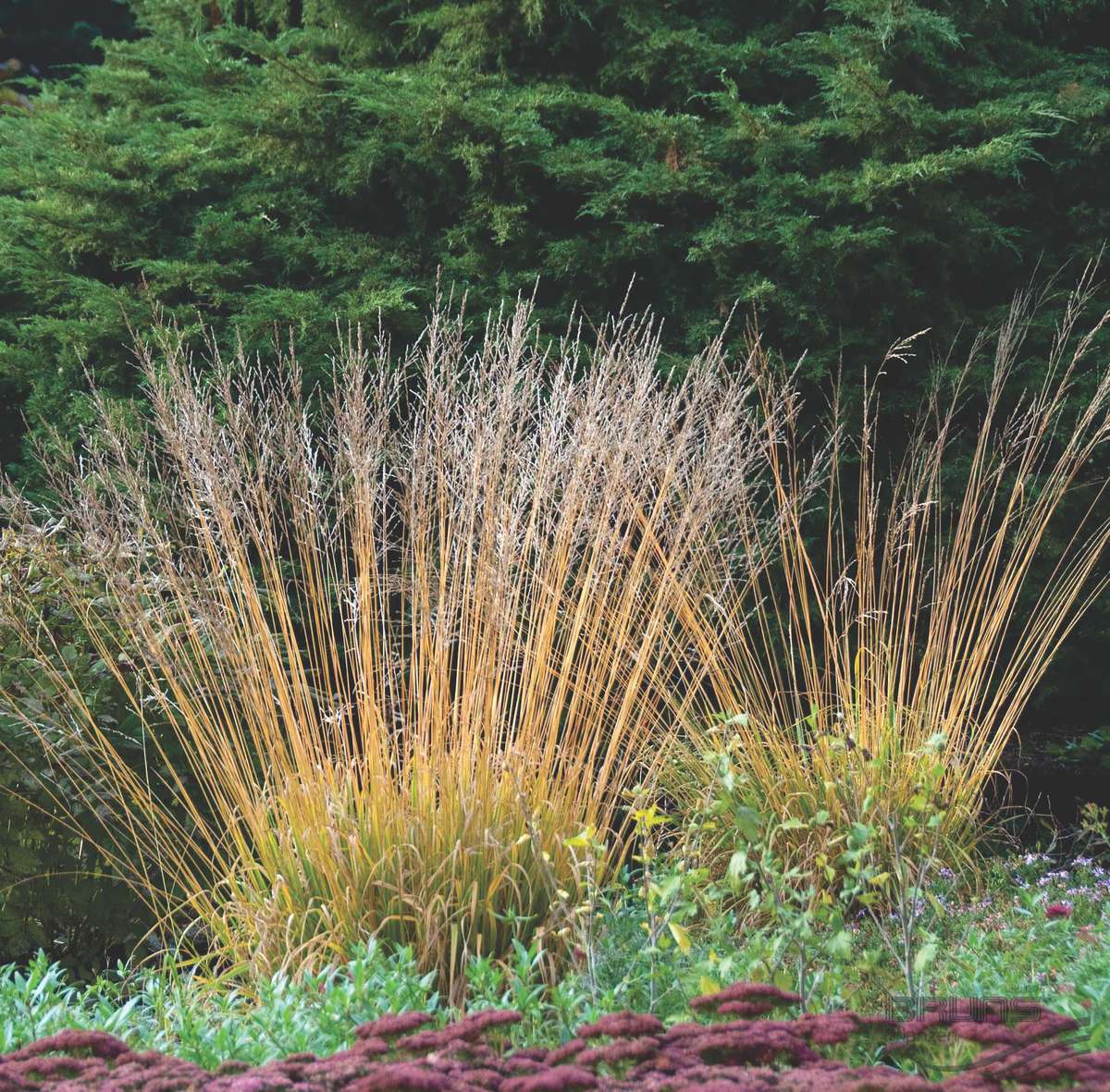 Molinia caerulea subsp. arundinacea 'Windspiel'